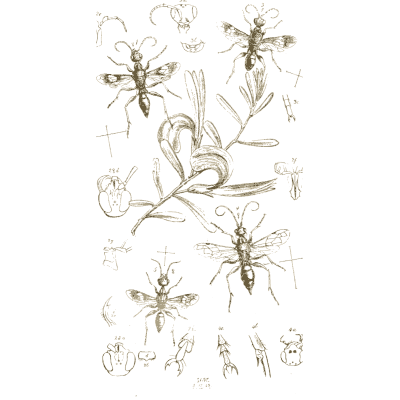 Wasps on a flowering plant - Arcana Entomologica - 1841