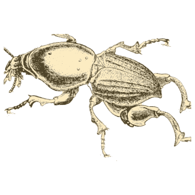 Weevils with outline diagrams - Arcana Entomologica - 1841