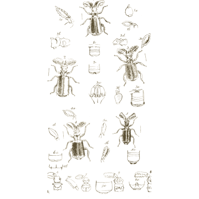 Beetle specimens with anatomical details - Arcana Entomologica - 1841
