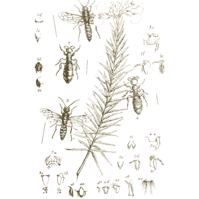 Wasps around a feathery plant - Arcana Entomologica - 1841