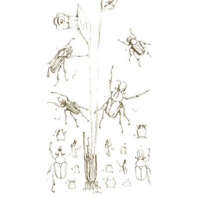 Beetles around a plant stem - Arcana Entomologica - 1841