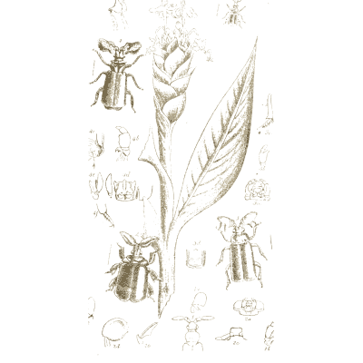 Beetles on a leafy stem - Arcana Entomologica - 1841