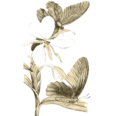 Two butterflies on a flowering plant - Arcana Entomologica - 1841