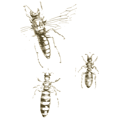 Wasps - Arcana Entomologica - 1841