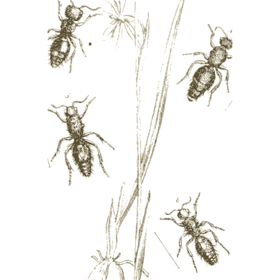 Beetles on grass stems - Arcana Entomologica - 1841