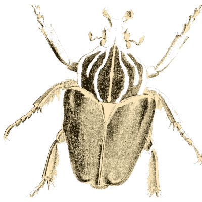 Goliath beetle - Arcana Entomologica - 1841