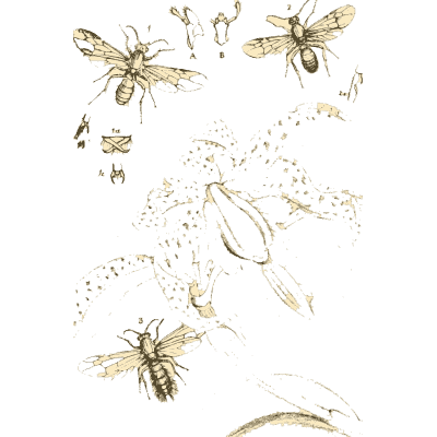 Bees and flies - Arcana Entomologica - 1841
