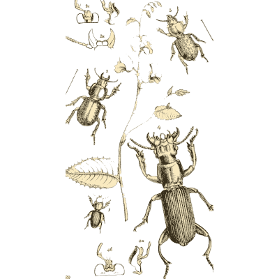 Ground beetles on a plant - Arcana Entomologica - 1841