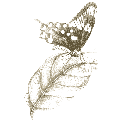 Butterfly on a leaf - Arcana Entomologica - 1841