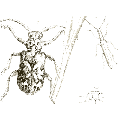 Longhorn beetle and stick insect - Arcana Entomologica - 1841