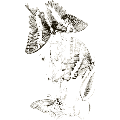 Swallowtail butterflies on a plant 02 - Arcana Entomologica - 1841