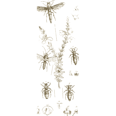 Flies and bugs on a sprig - Arcana Entomologica - 1841