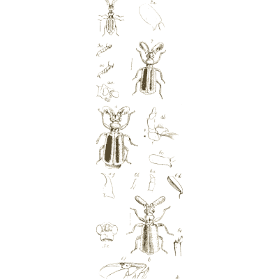 Beetle specimens with details - Arcana Entomologica - 1841
