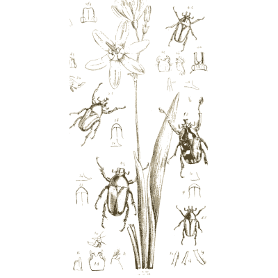 Beetles around a lily plant - Arcana Entomologica - 1841