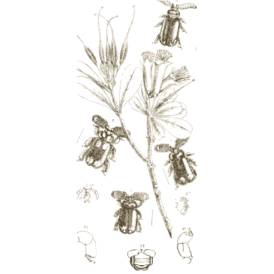 Beetles on a flowering branch - Arcana Entomologica - 1841