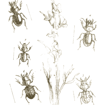Ground beetles around a plant - Arcana Entomologica - 1841