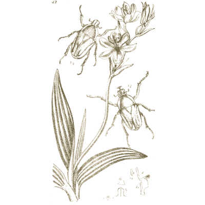 Beetles on a lily - Arcana Entomologica - 1841
