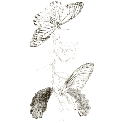 Butterflies on a plant 01 - Arcana Entomologica - 1841