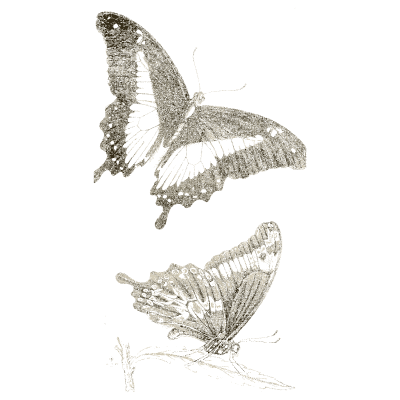 Two swallowtail butterflies - Arcana Entomologica - 1841