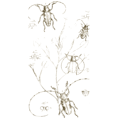 Longhorn beetles on a vine - Arcana Entomologica - 1841