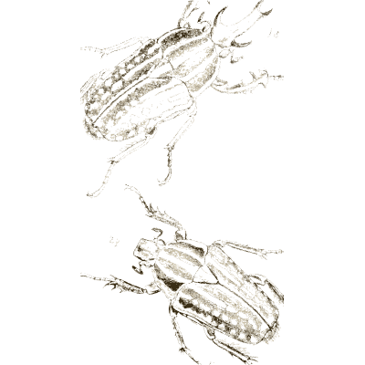 Two chafer beetles 01 - Arcana Entomologica - 1841