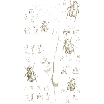 Beetle specimens around a stem 02 - Arcana Entomologica - 1841