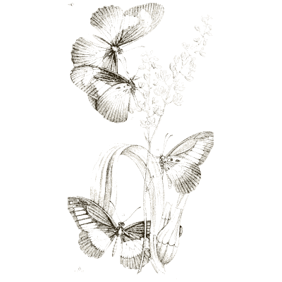 Butterflies on a flowering plant - Arcana Entomologica - 1841