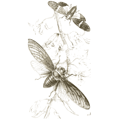 Moths and a large fly - Arcana Entomologica - 1841
