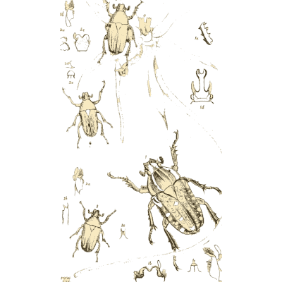 Chafer beetles with details - Arcana Entomologica - 1841