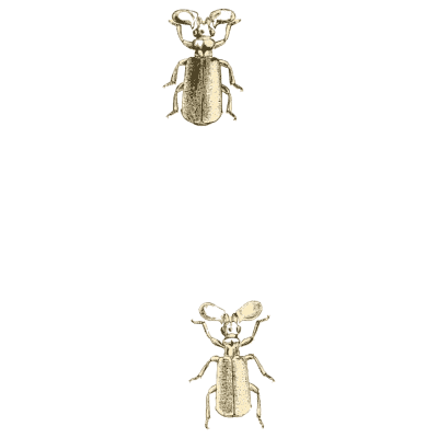 Two beetles - Arcana Entomologica - 1841
