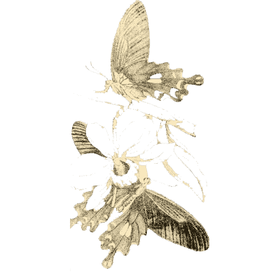 Butterflies on a plant 02 - Arcana Entomologica - 1841