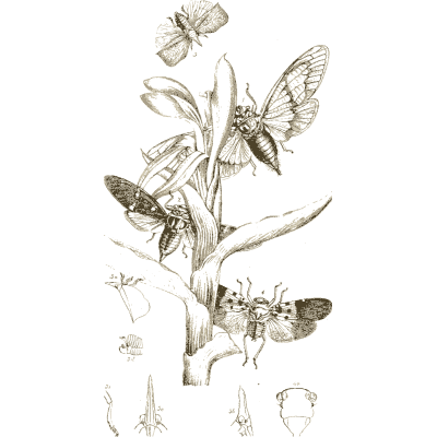 Moths on a plant 02 - Arcana Entomologica - 1841