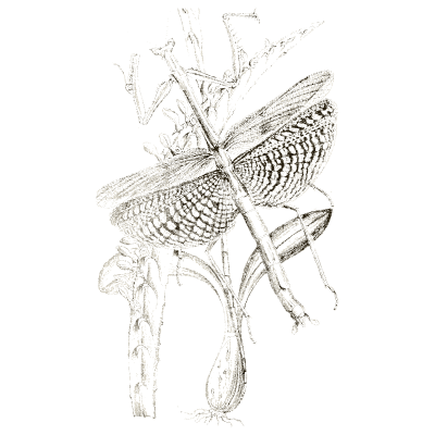 Stick insect and locust - Arcana Entomologica - 1841