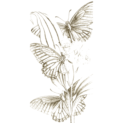 Butterflies on a plant 03 - Arcana Entomologica - 1841