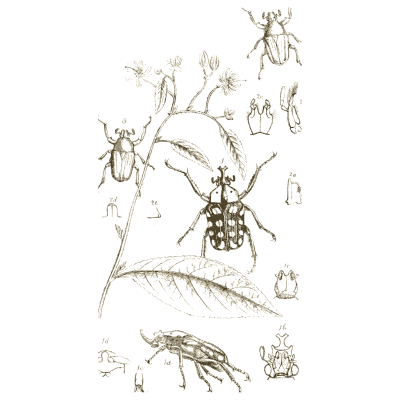 Spotted beetles on a branch - Arcana Entomologica - 1841