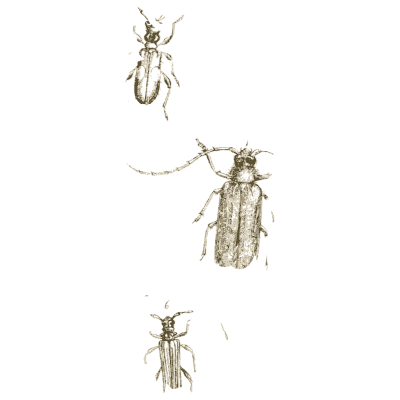 Three longhorn beetles - Arcana Entomologica - 1841