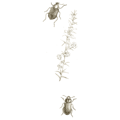 Beetles on a sprig - Arcana Entomologica - 1841