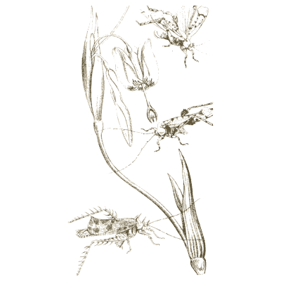 Flies and bugs on a lily stem - Arcana Entomologica - 1841