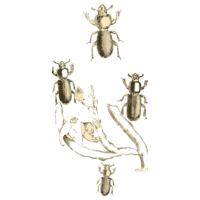 Ground beetles with details - Arcana Entomologica - 1841