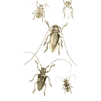 Longhorn beetles with details 02 - Arcana Entomologica - 1841