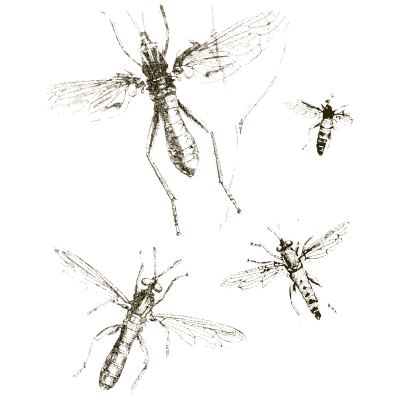 Ichneumon wasps - Arcana Entomologica - 1841