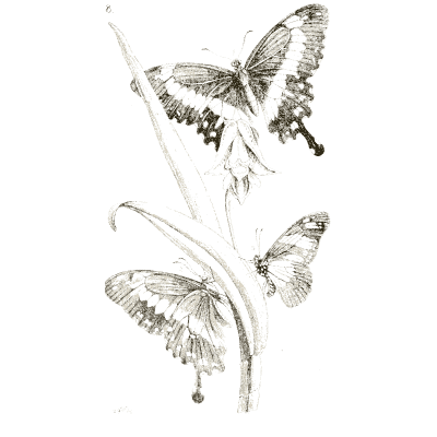 Swallowtail butterflies on a stem - Arcana Entomologica - 1841