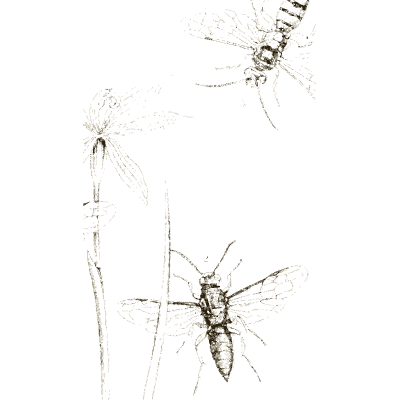 Wasps on a stem - Arcana Entomologica - 1841
