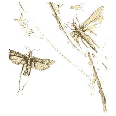 Moths on a twig - Arcana Entomologica - 1841