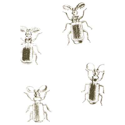 Tiger beetles with details - Arcana Entomologica - 1841