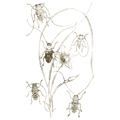 Beetles on a flowering plant - Arcana Entomologica - 1841