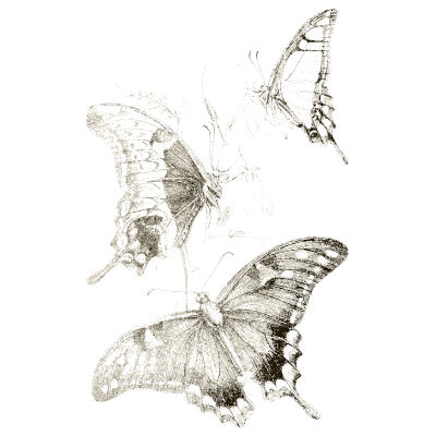 Swallowtail butterflies - Arcana Entomologica - 1841