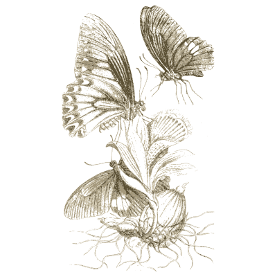 Butterflies on a bulb plant - Arcana Entomologica - 1841