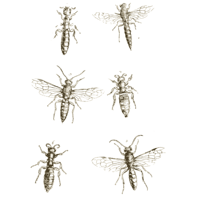 Six wasps - Arcana Entomologica - 1841