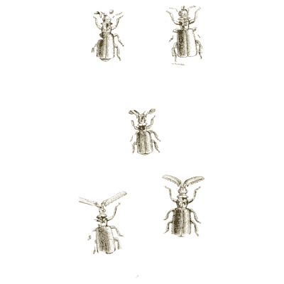 Five beetles - Arcana Entomologica - 1841